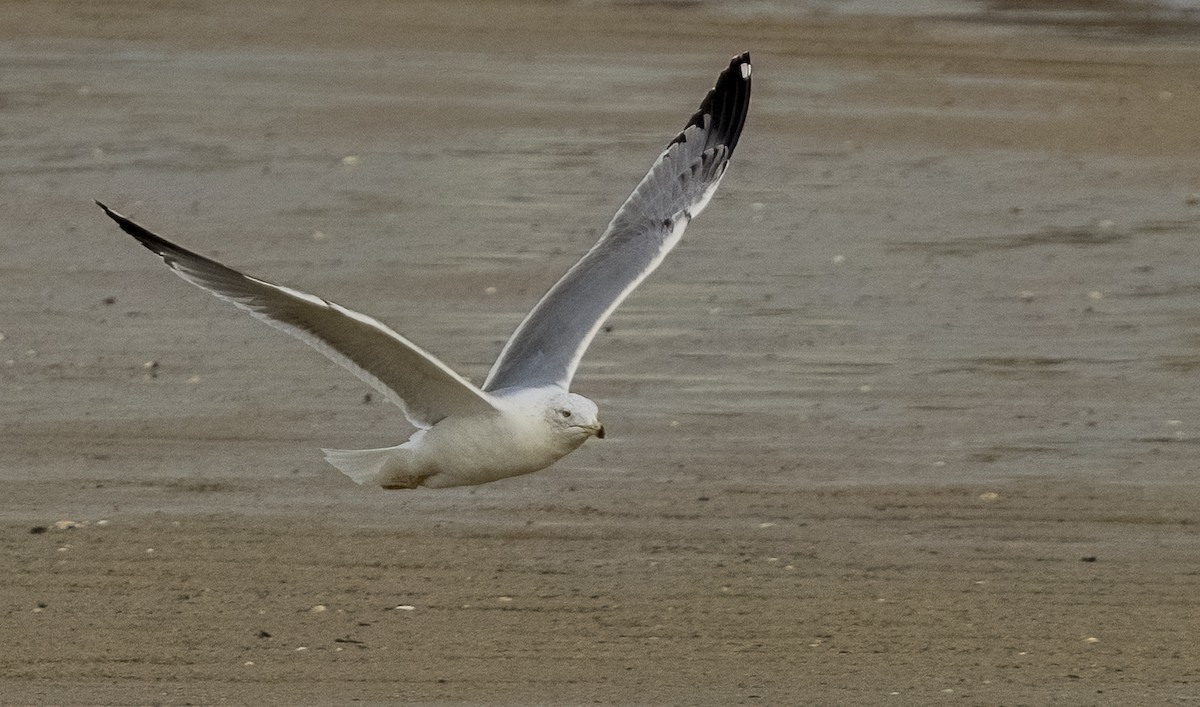 Yellow-legged Gull - ML646612805