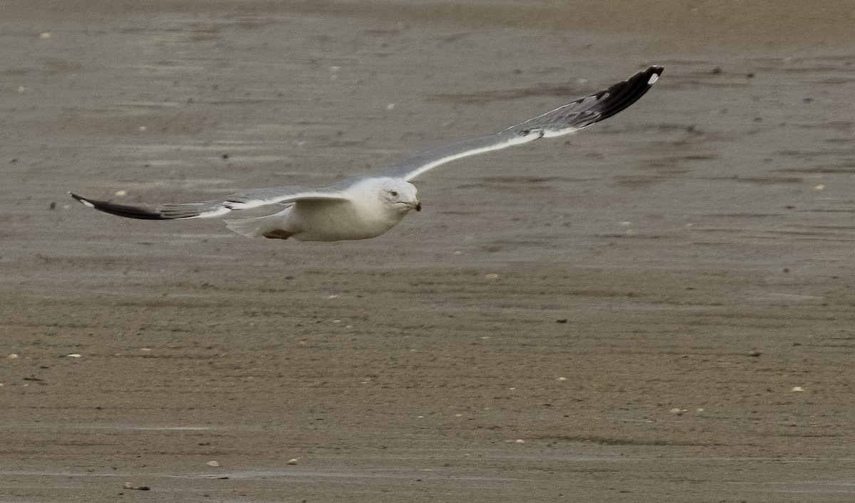 Yellow-legged Gull - ML646612806