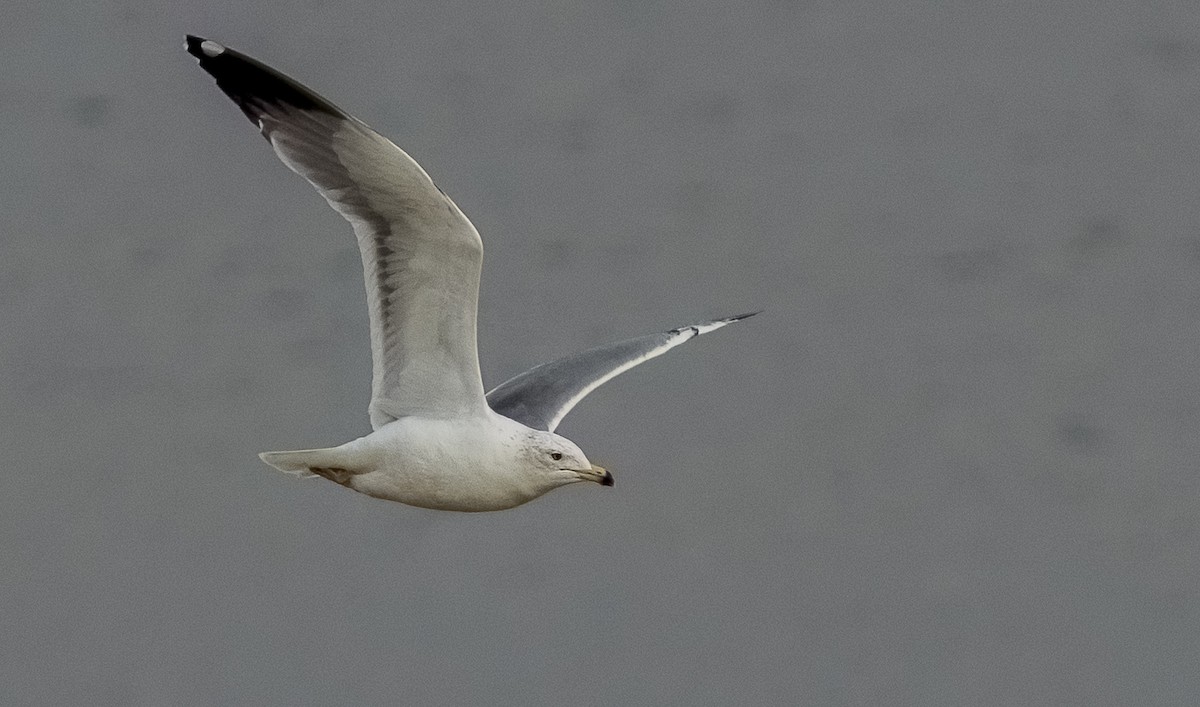 Yellow-legged Gull - ML646612810