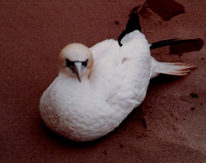 Northern Gannet - ML646612811