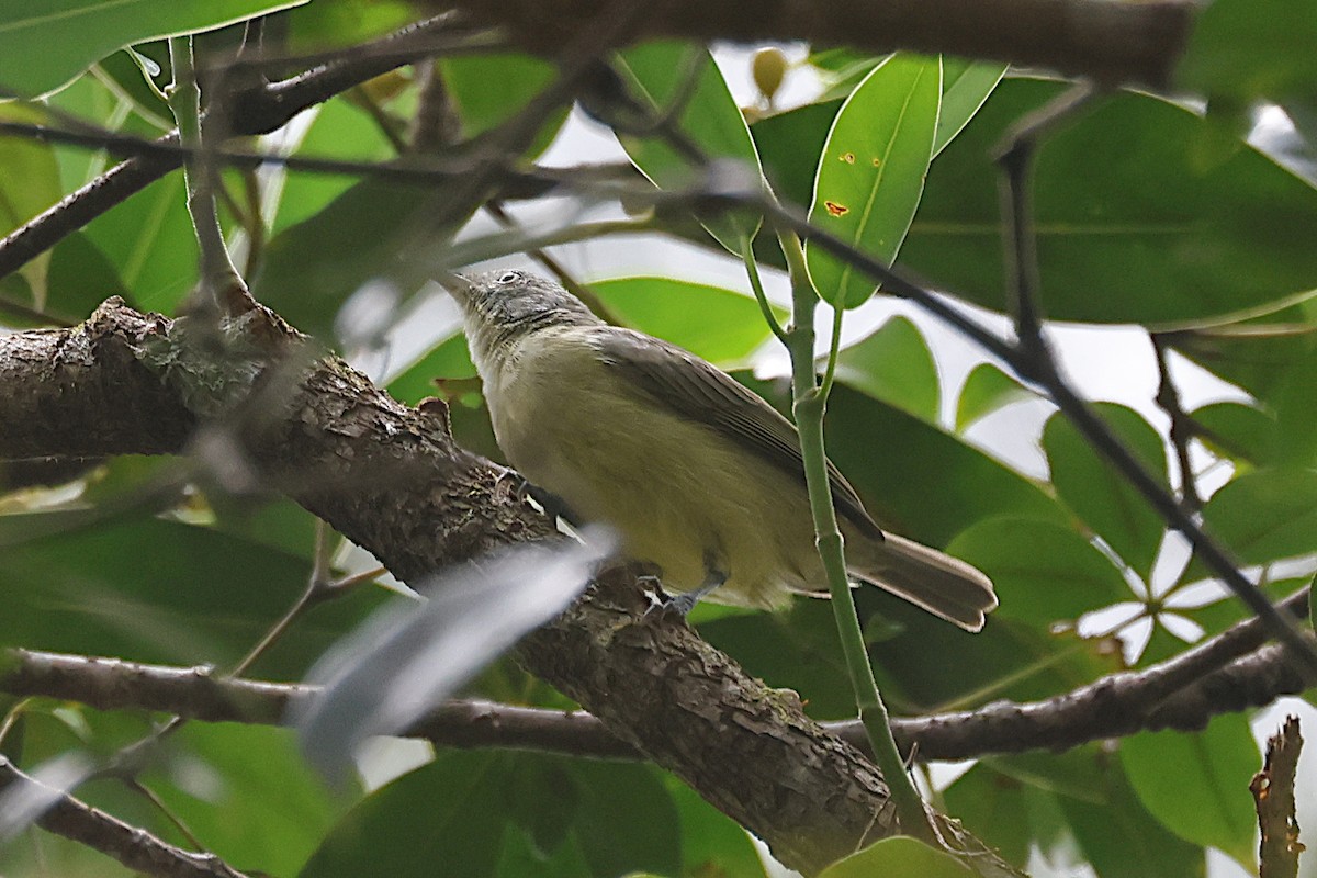 Ріроріро жовточеревий - ML646612815