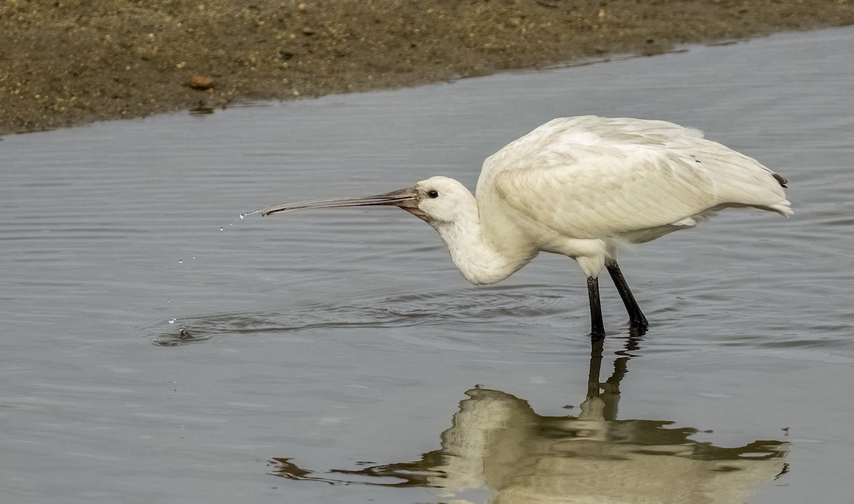 Халбаган хошуут - ML646612817