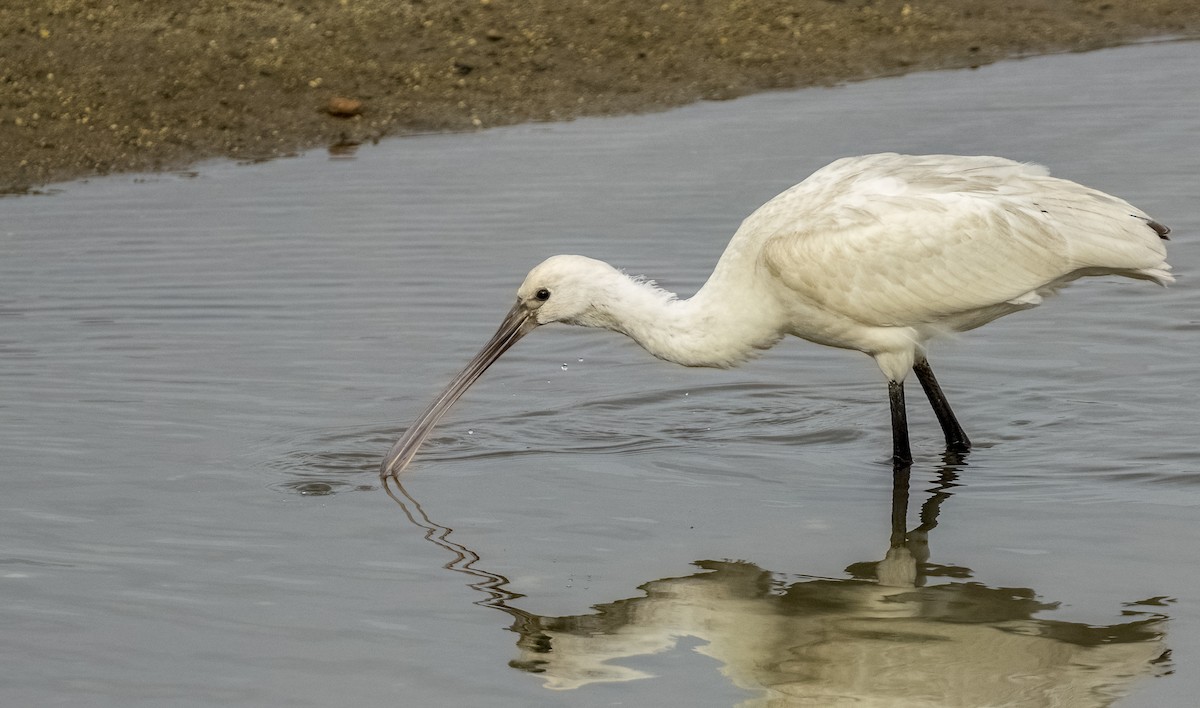 Халбаган хошуут - ML646612818