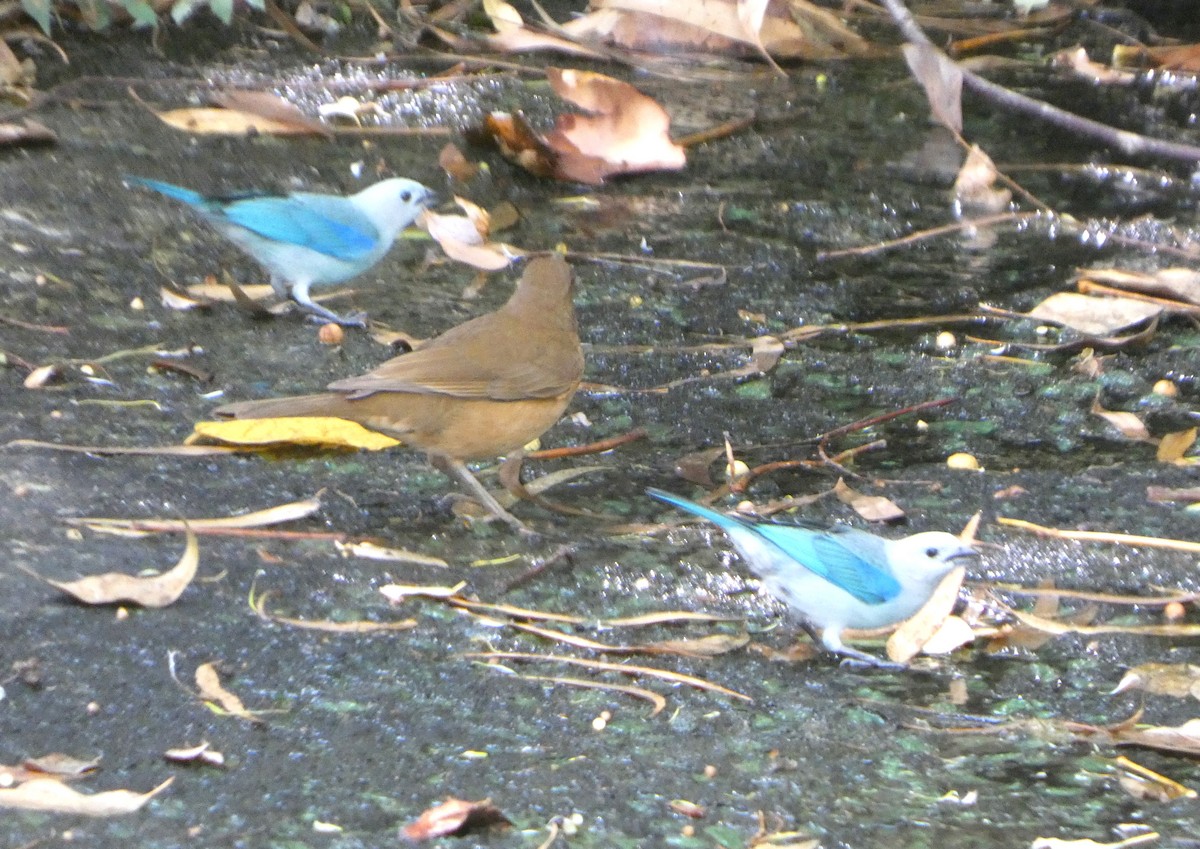 Blue-gray Tanager - ML646612819