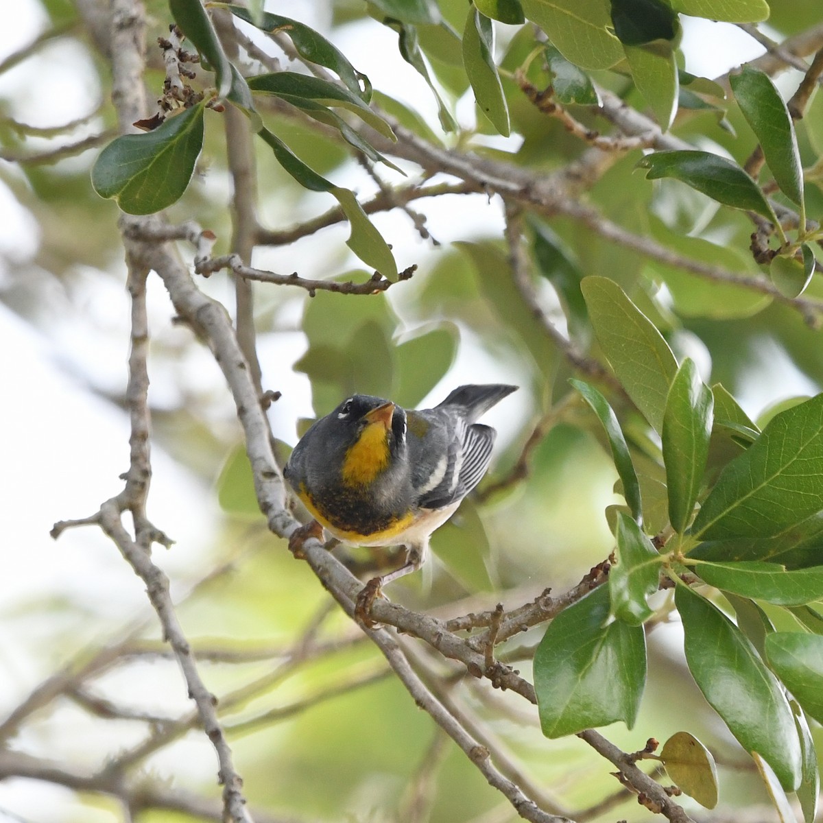 Очковая древесница - ML646612824