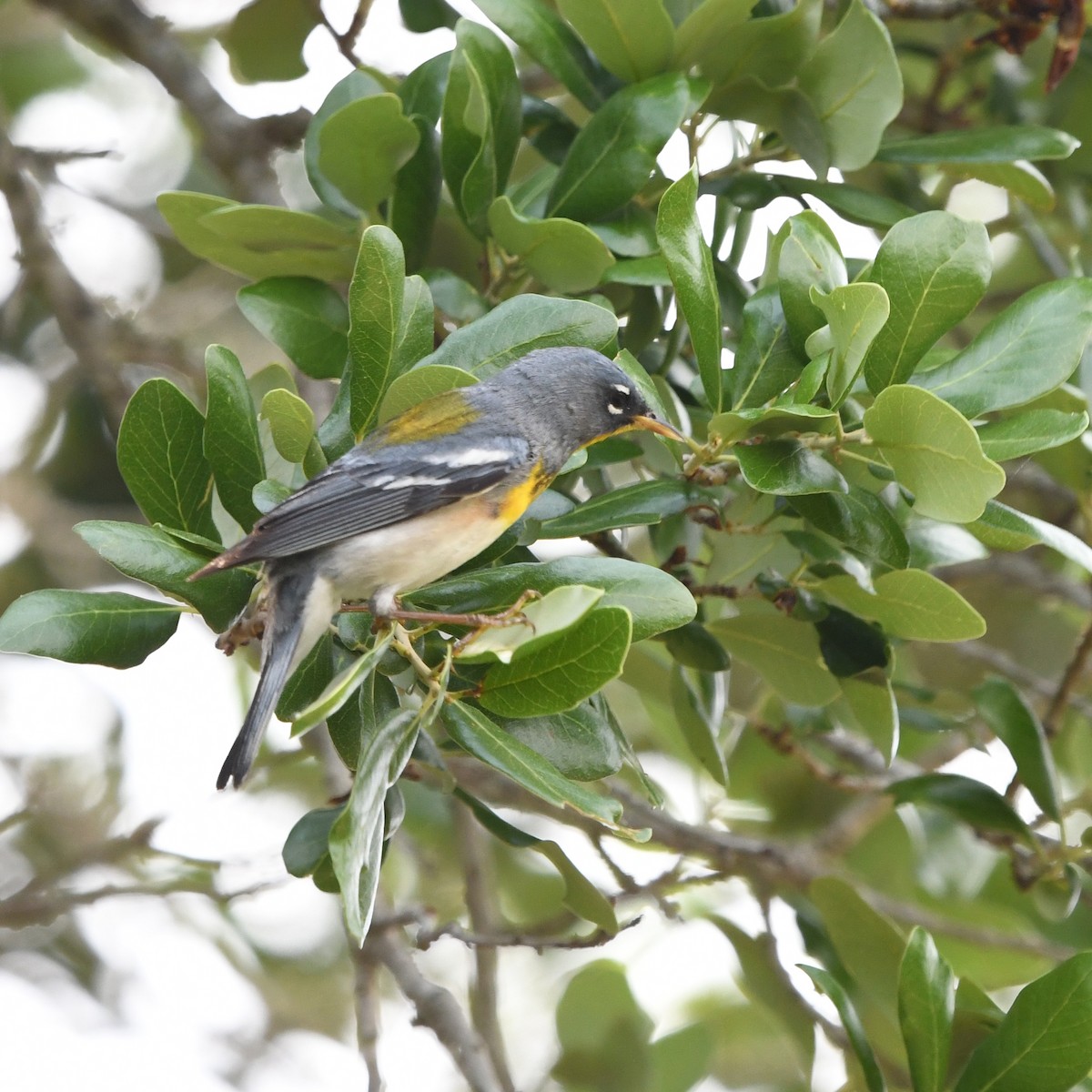 Очковая древесница - ML646612826