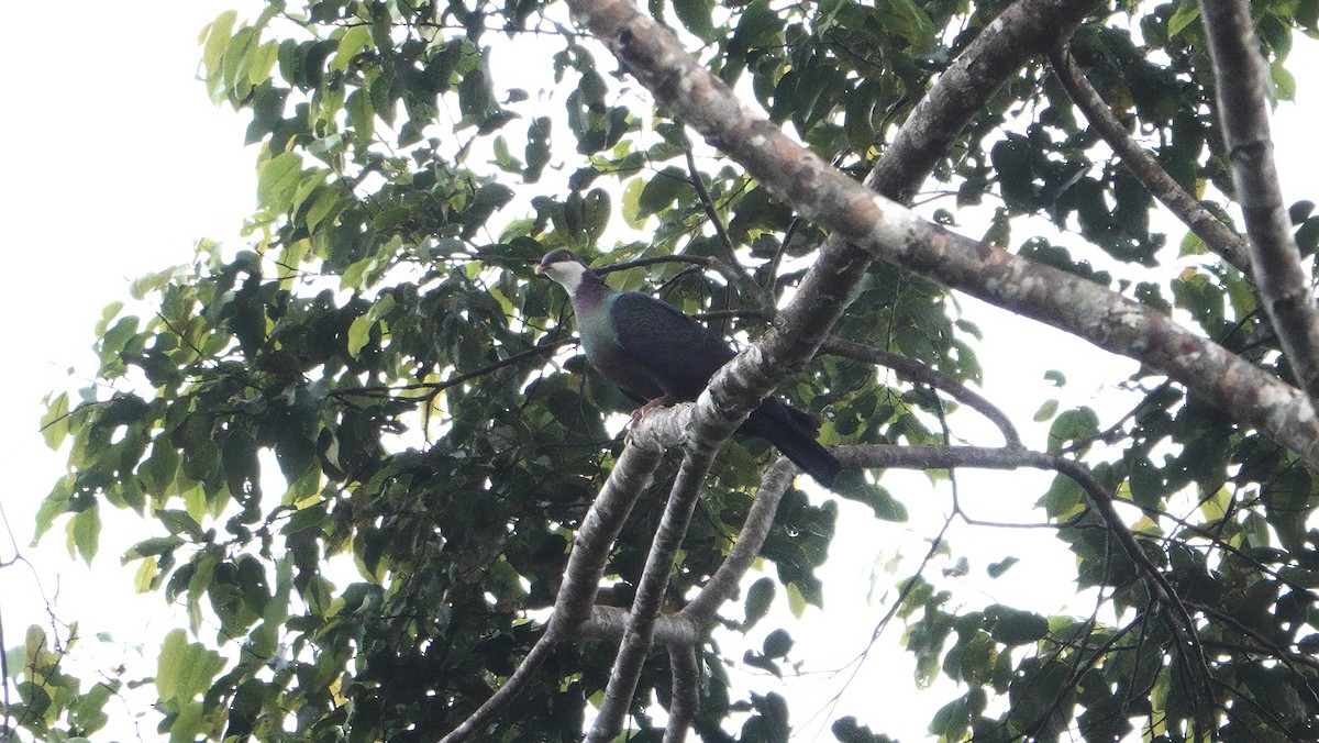 Pigeon à gorge blanche - ML646612828