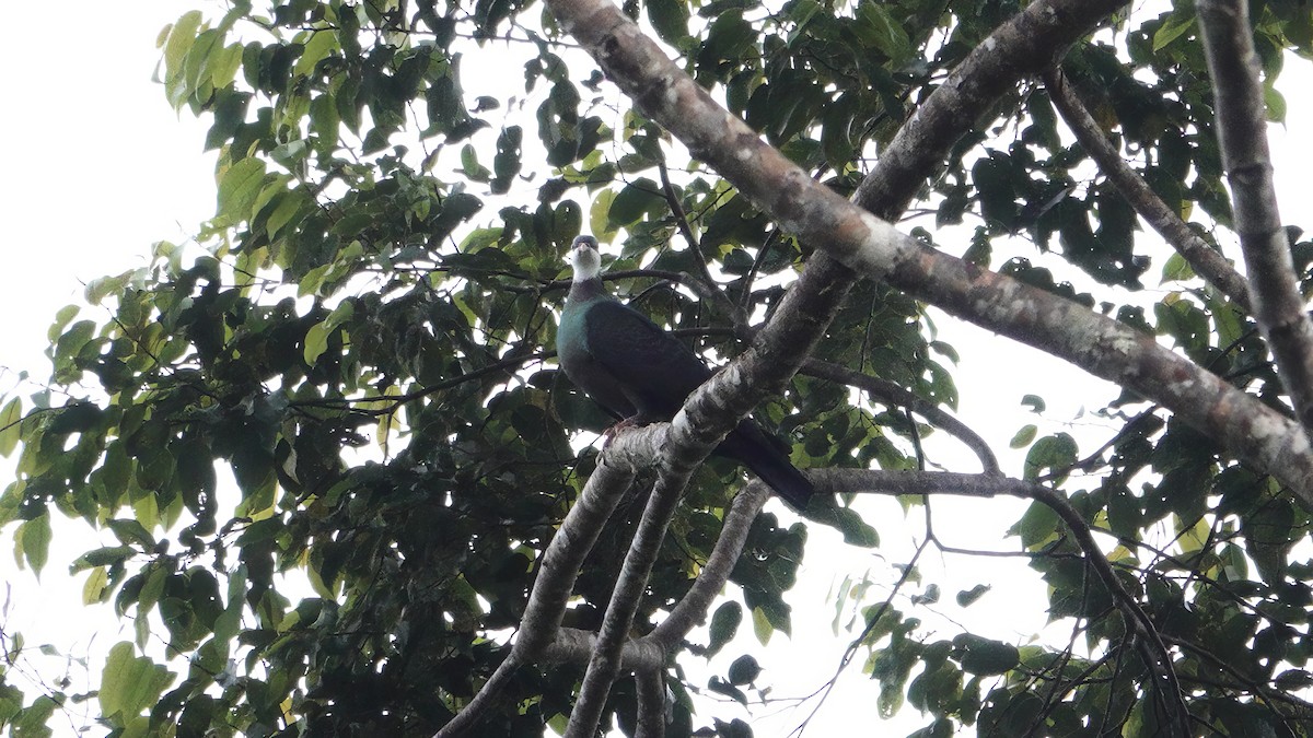 Pigeon à gorge blanche - ML646612829