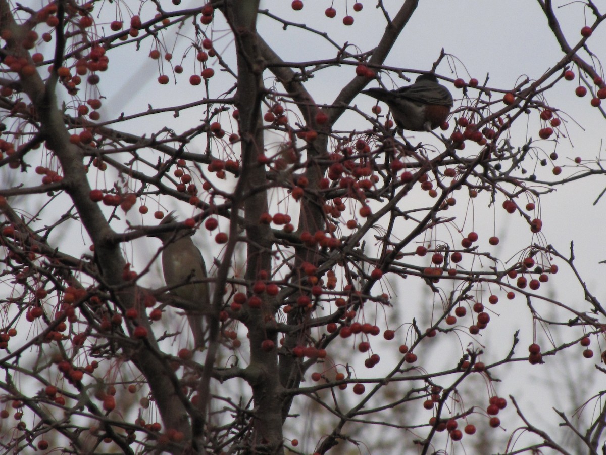 Buztanori amerikarra - ML646612830