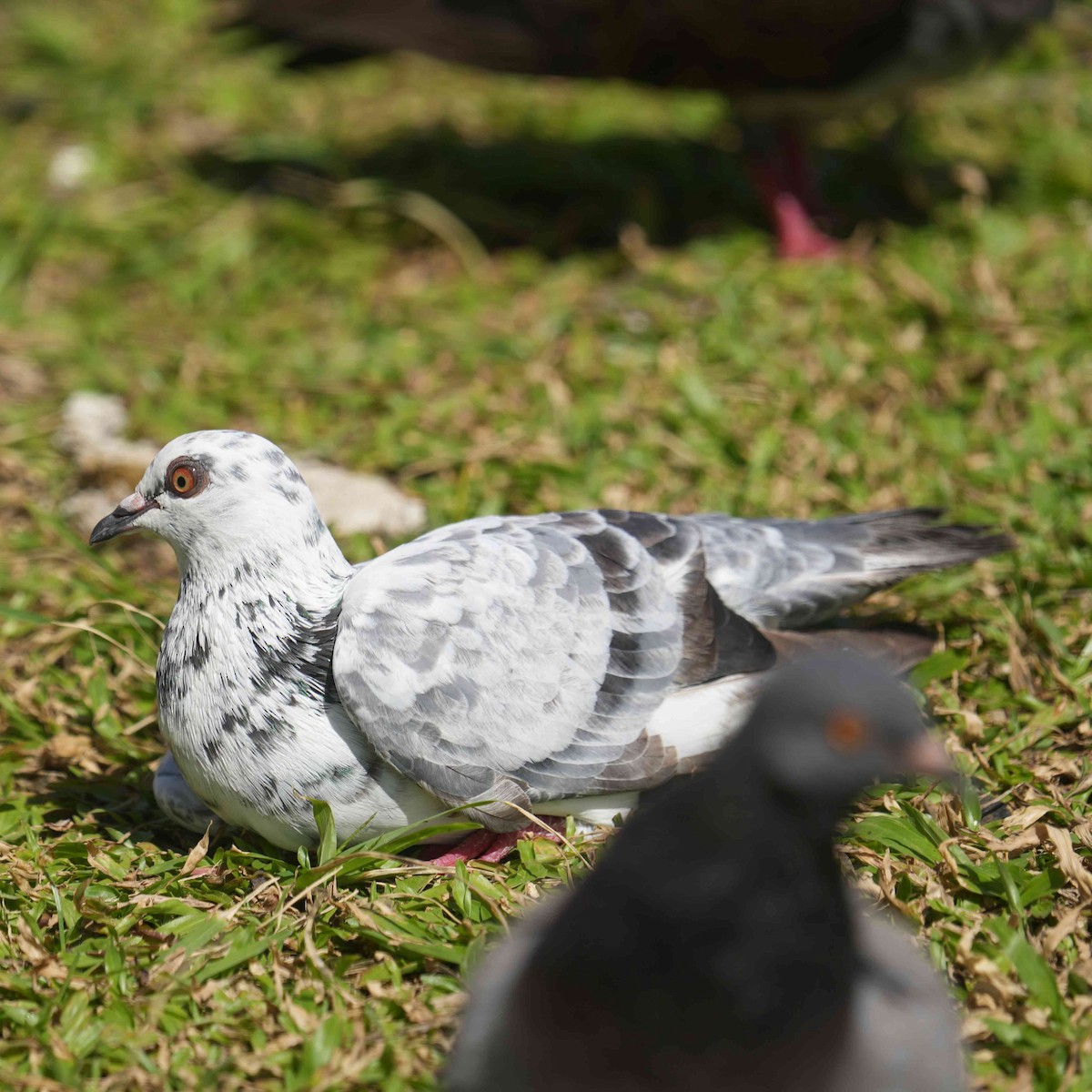 Paloma Bravía (variedad doméstica) - ML646612831