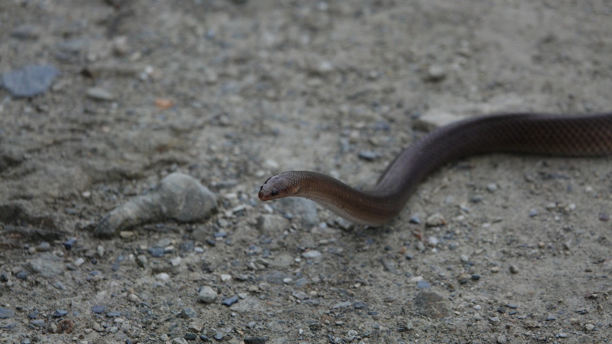 Reptiles - ML646612832