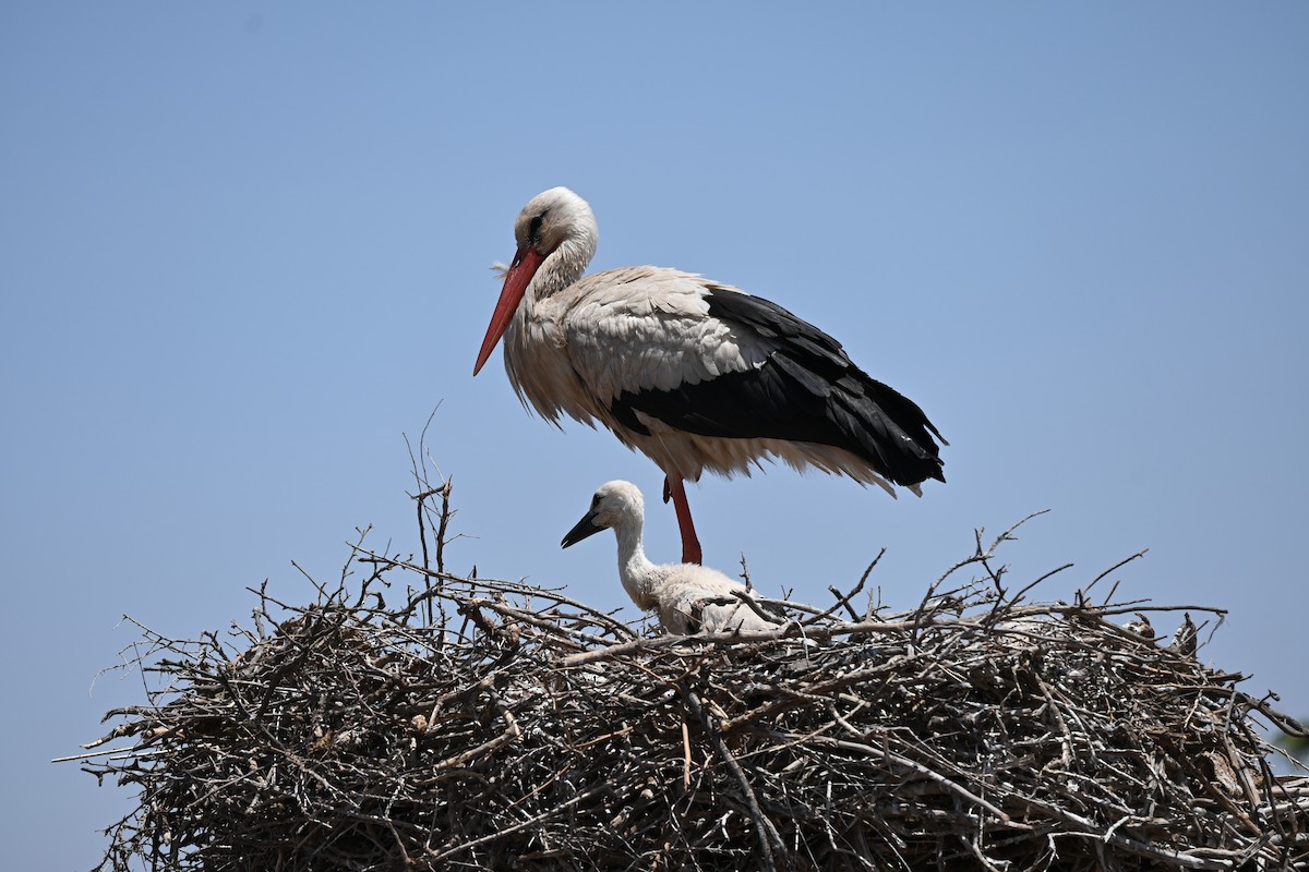 White Stork - ML646612834