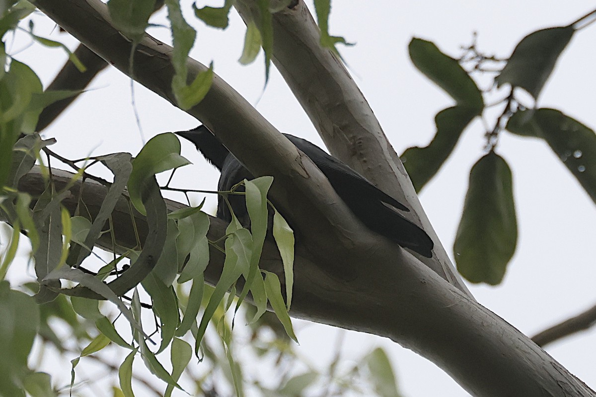 Фруктоїд чорний - ML646612835