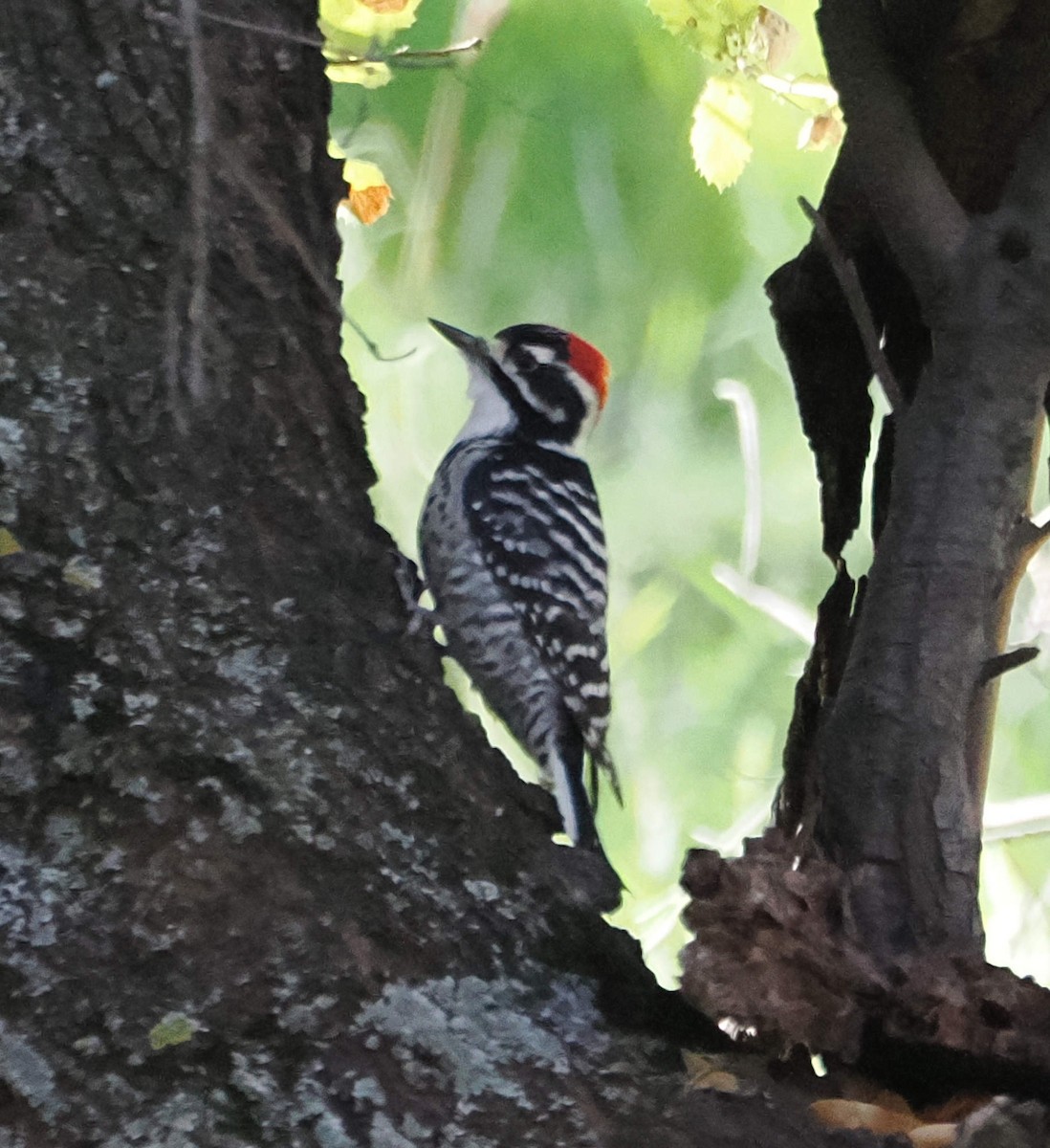 strakapoud kalifornský - ML646612836