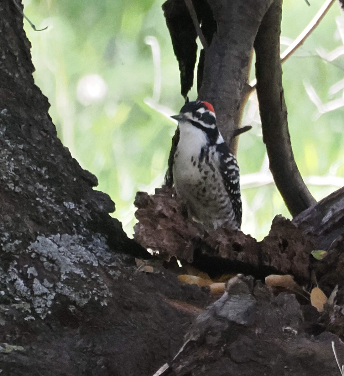 strakapoud kalifornský - ML646612837