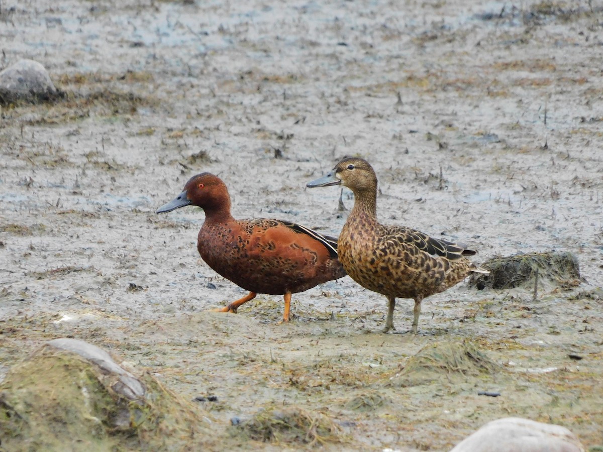 Zimtente - ML646612838