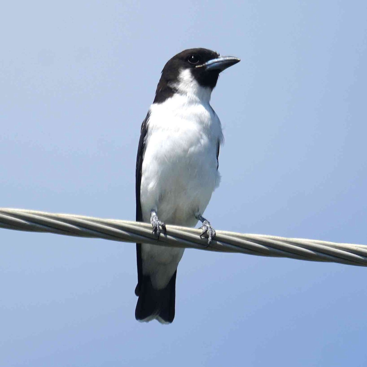 Artamo de las Fiyi - ML646612839