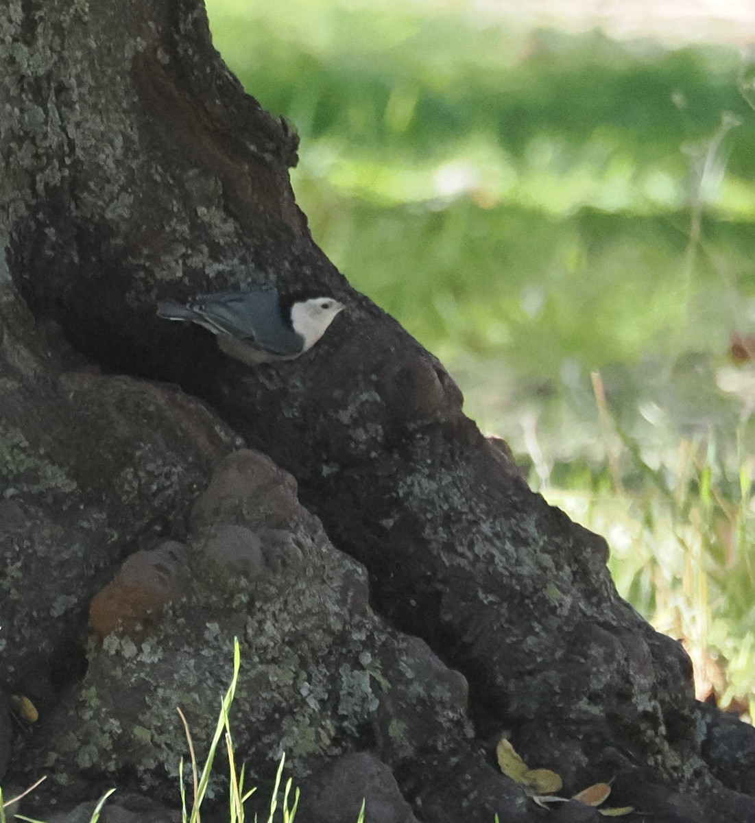 Weißbrustkleiber - ML646612841