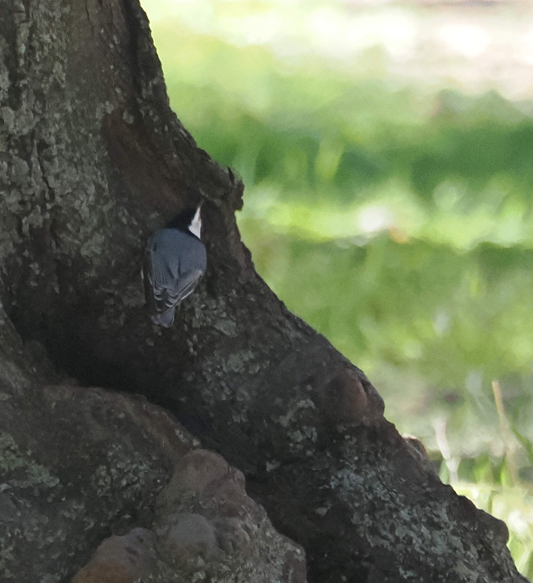 Weißbrustkleiber - ML646612842