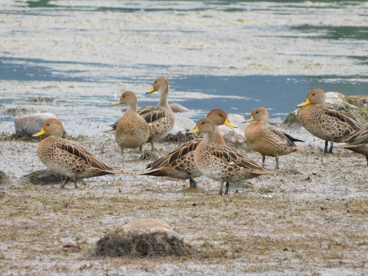 Spitzschwanzente - ML646612843