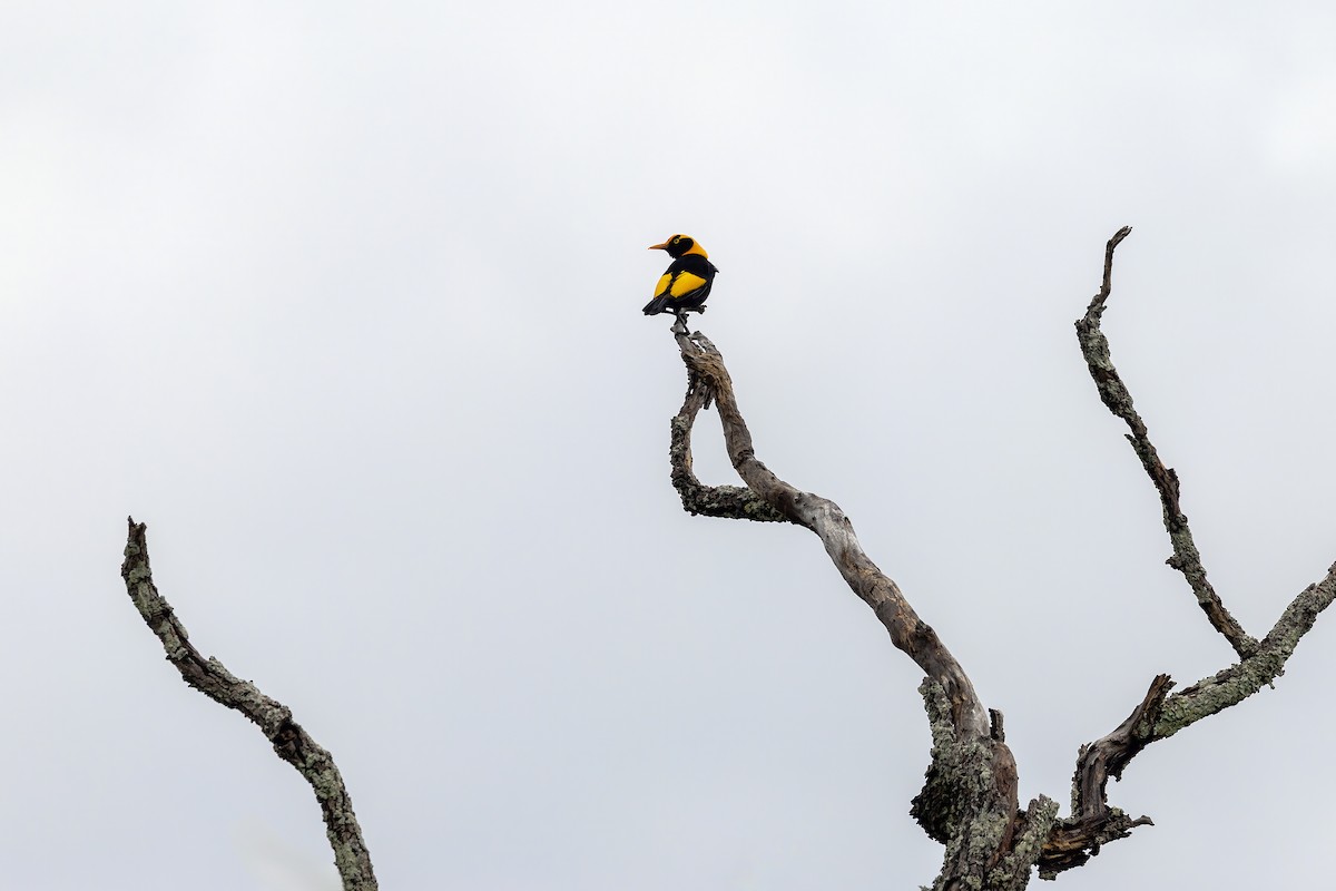 Regent Bowerbird - ML646612845