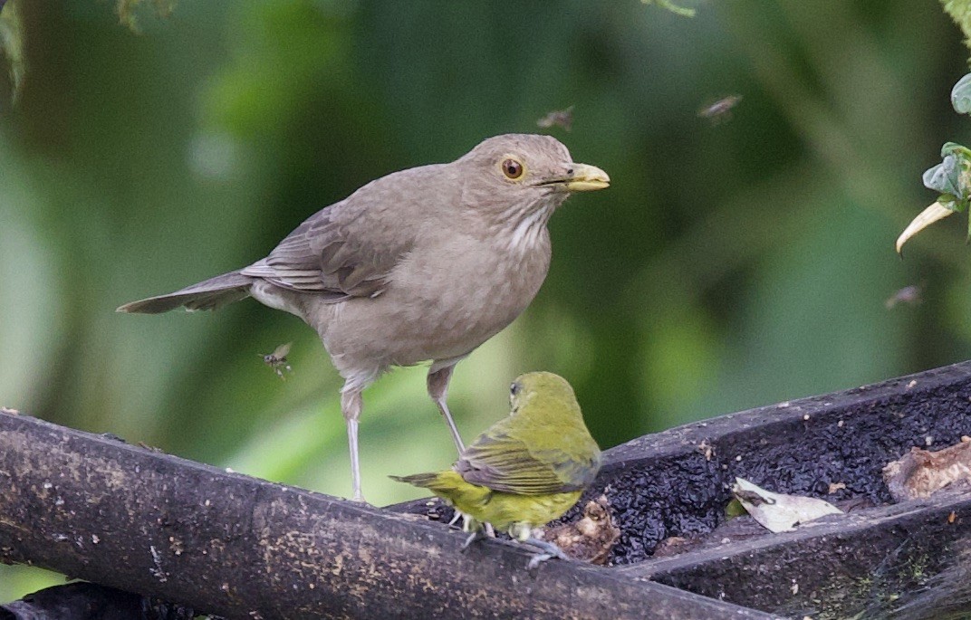 Эквадорский дрозд - ML646612847