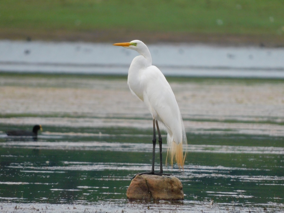 Silberreiher - ML646612851