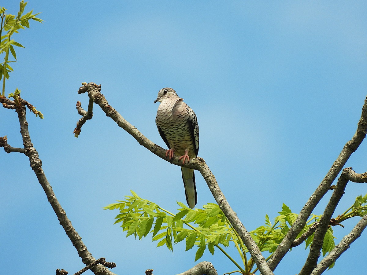 Scaled Dove - ML646612852