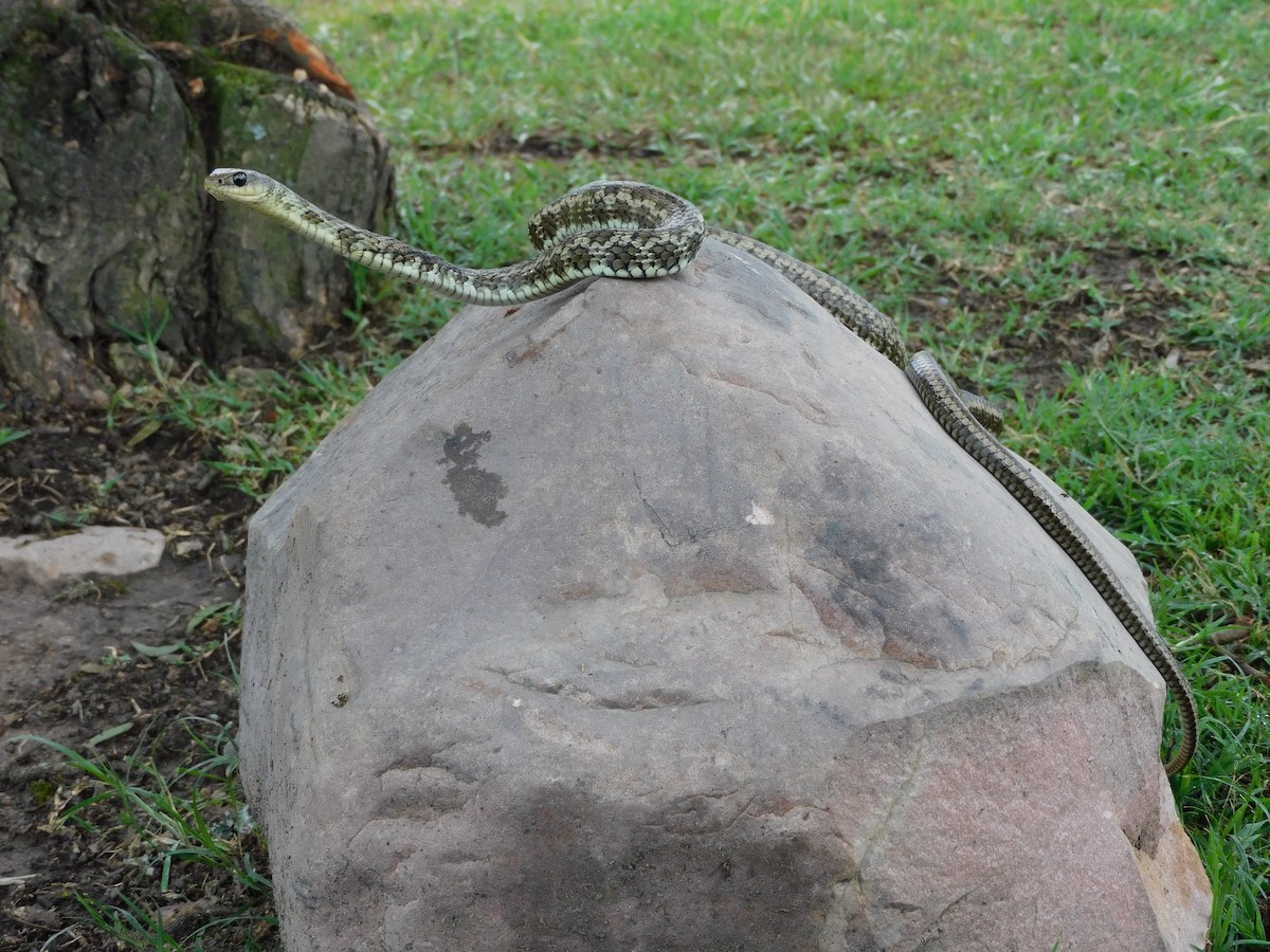 Reptilien - ML646612858