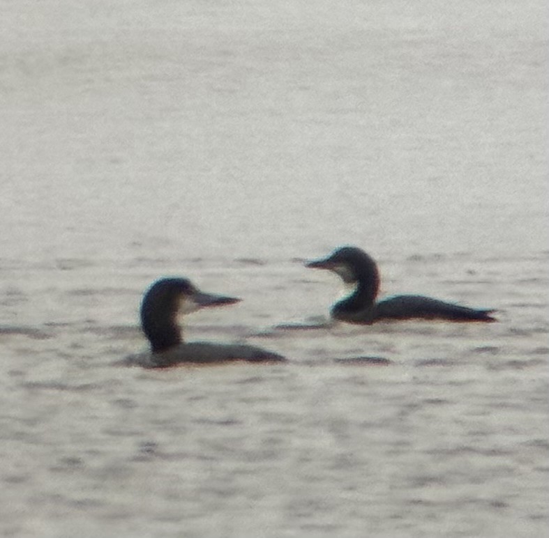 Pacific Loon - ML646612859