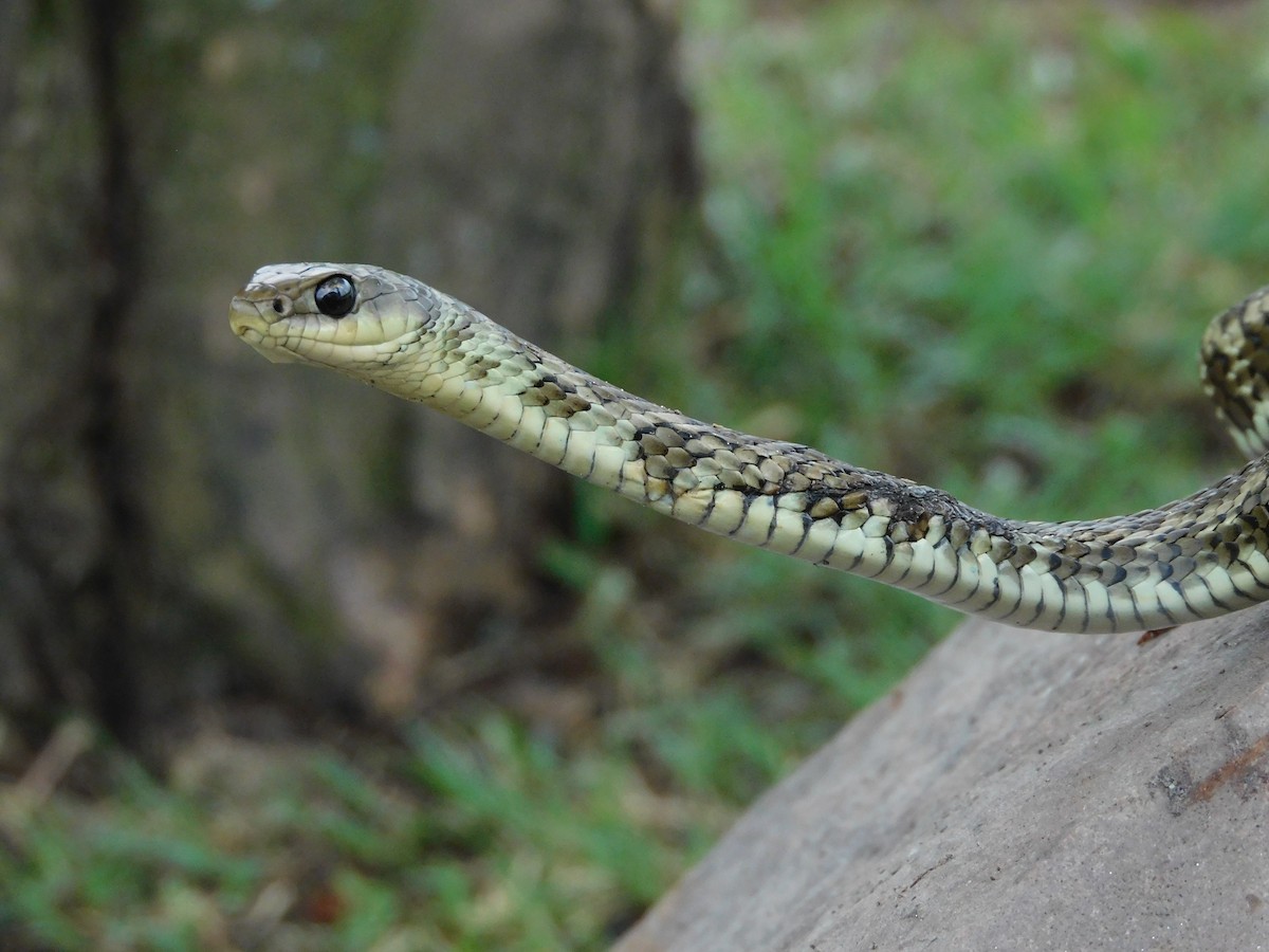 Reptilien - ML646612860