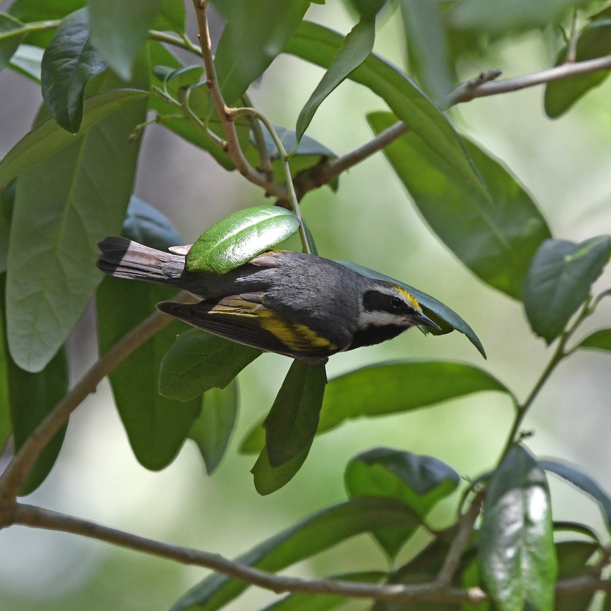 キンバネアメリカムシクイ - ML646612862