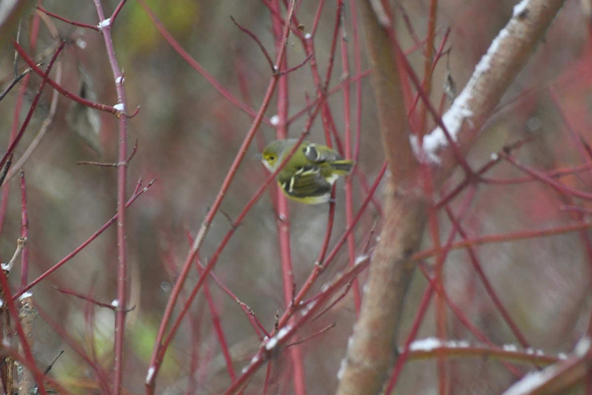 Віреон білоокий - ML646612865