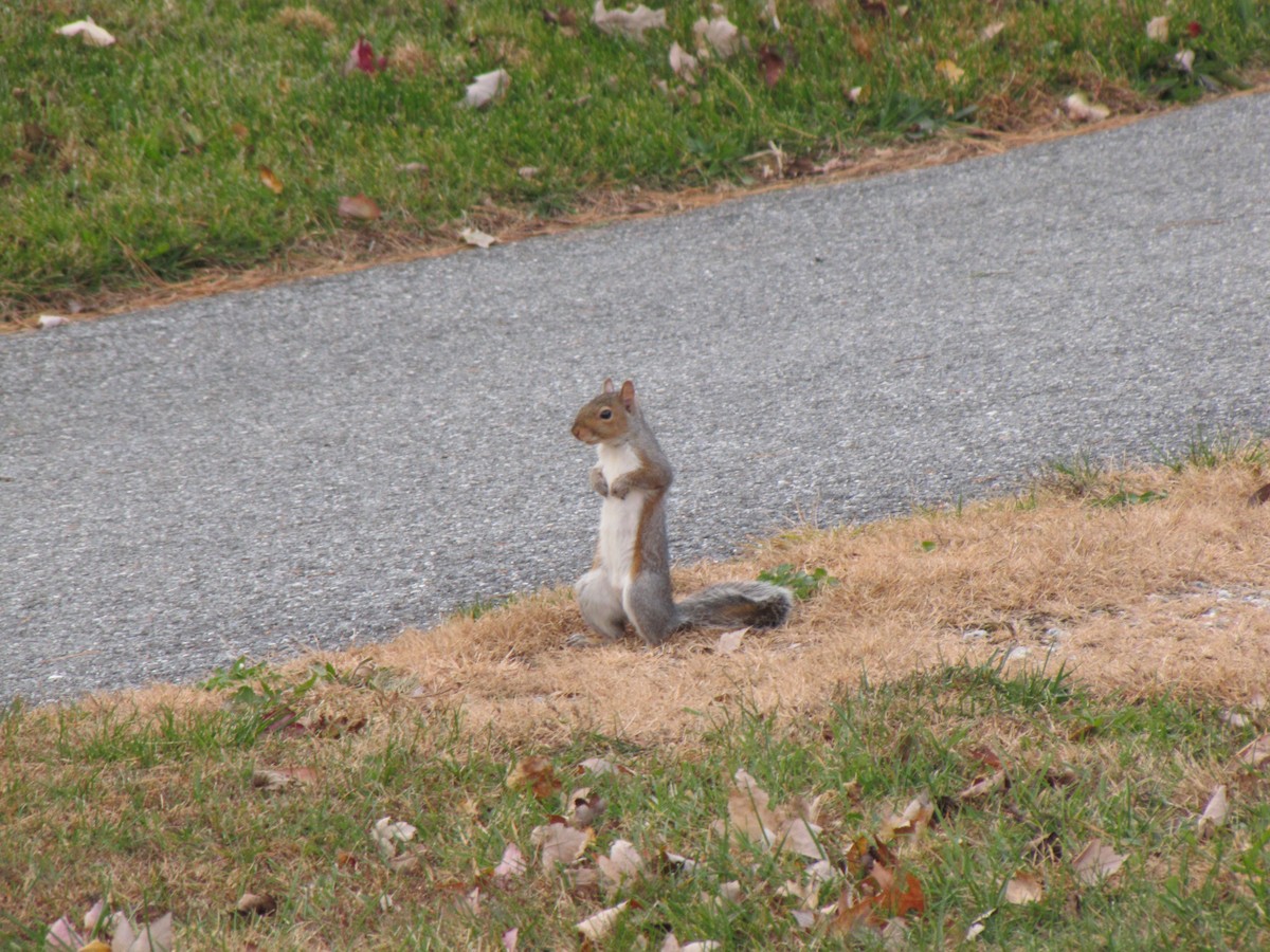 בעלי חיים - ML646612866