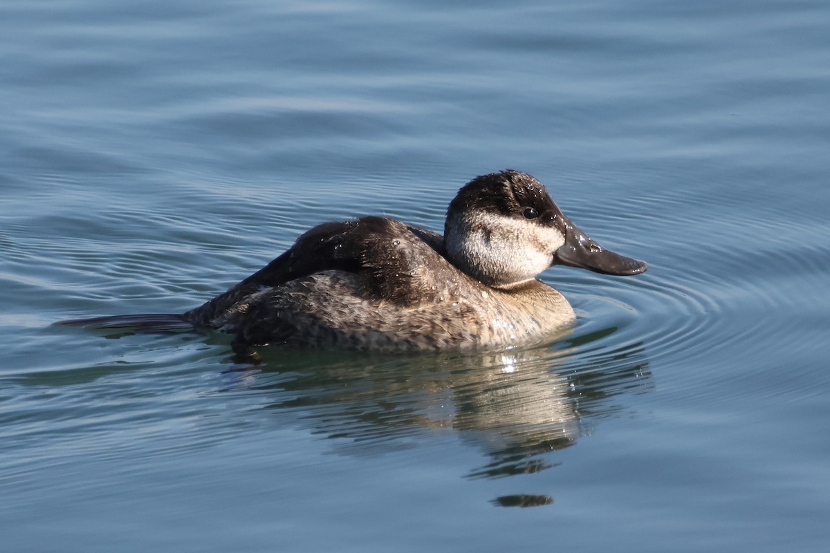 Ruddy Duck - ML646612867