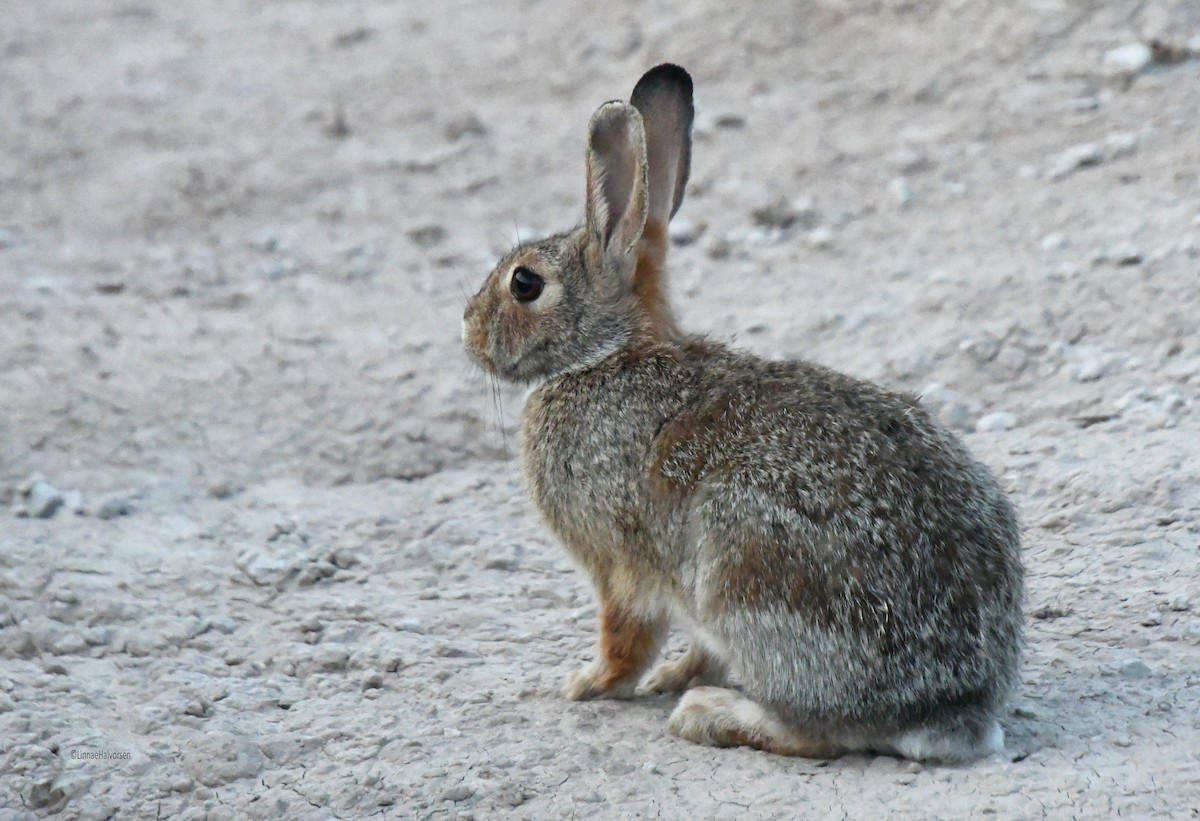 Cottontail Rabbits - ML646612868
