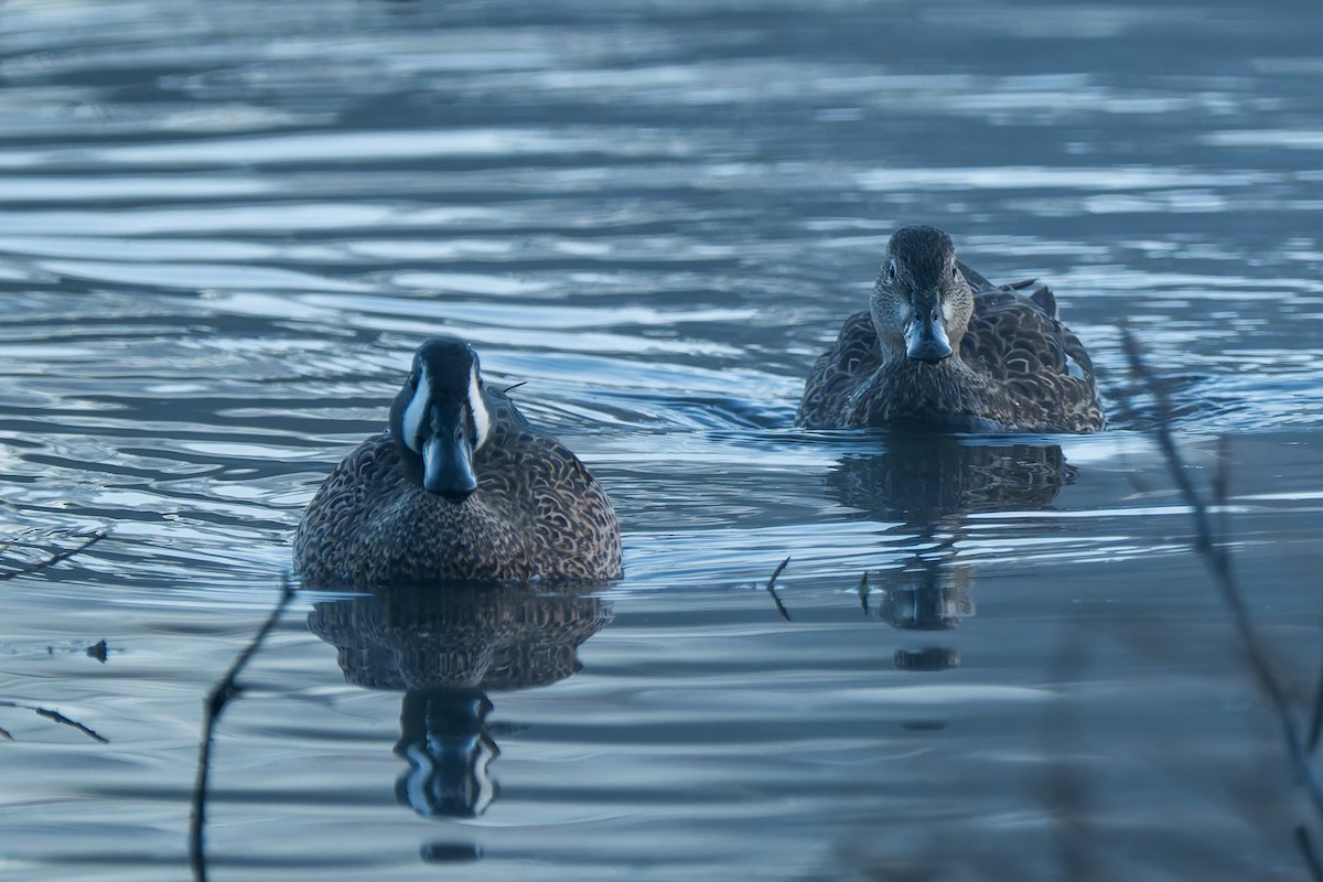 Blue-winged Teal - ML646612869