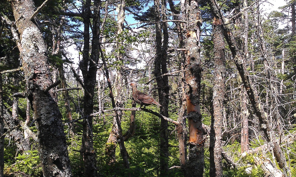 Spruce Grouse - ML646612870