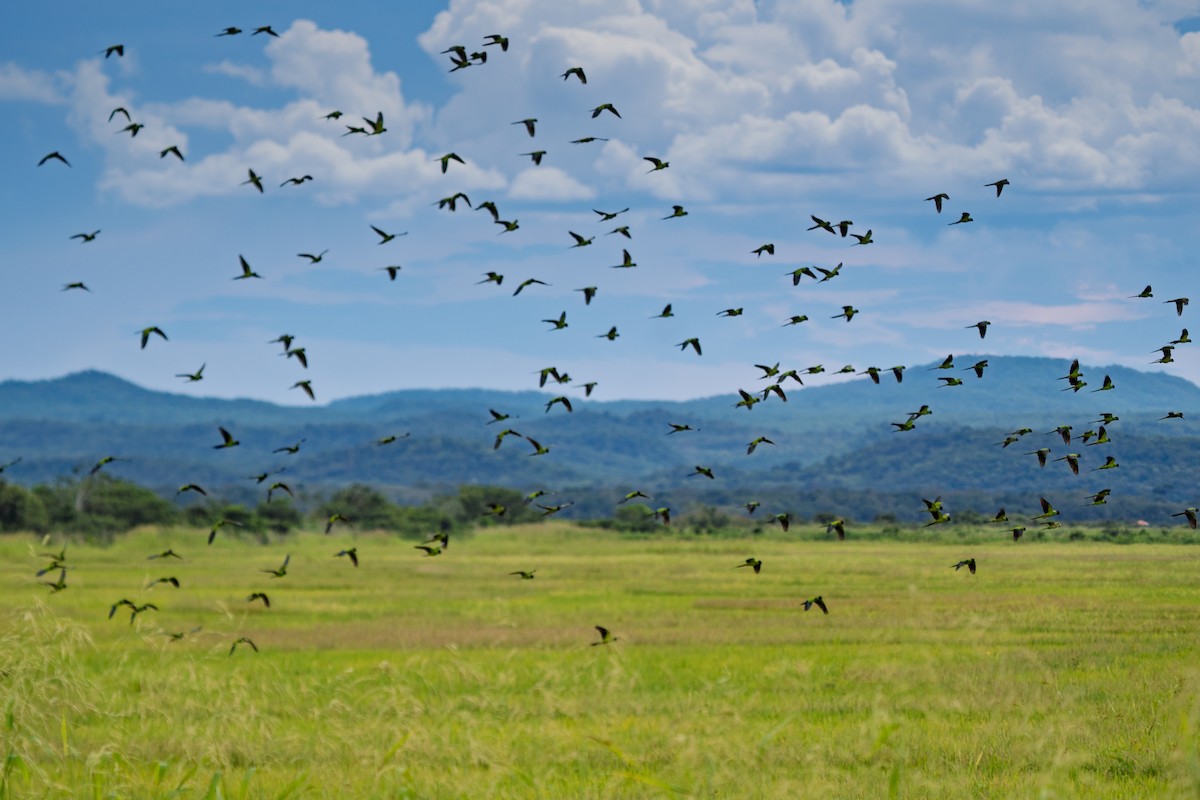 Nandaysittich - ML646612871