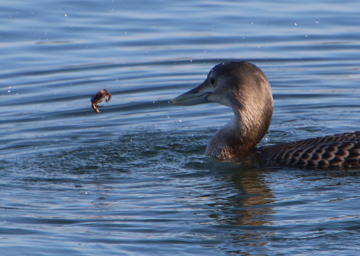 Yellow-billed Loon - ML646612872
