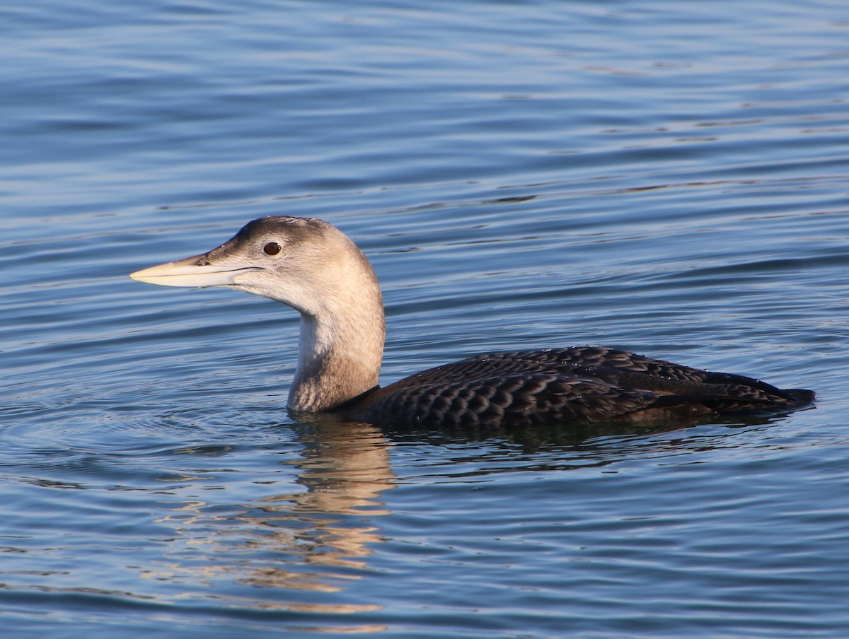 Yellow-billed Loon - ML646612873