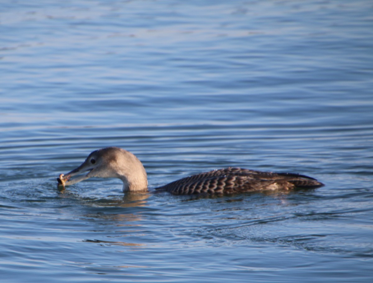 Yellow-billed Loon - ML646612874