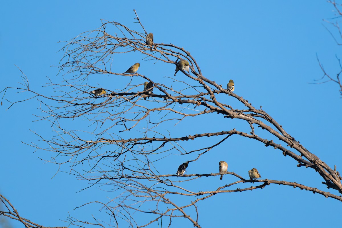 Altın İskete - ML646612875