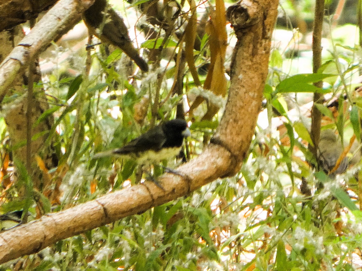 Yellow-bellied Seedeater - ML646612877