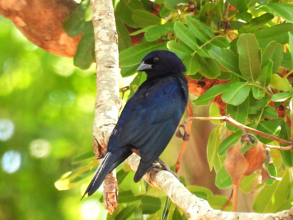 Shiny Cowbird - ML646612878