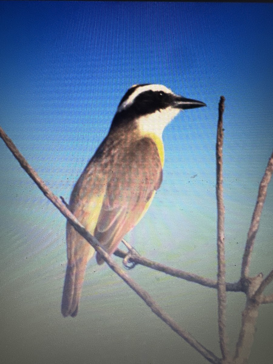 Great Kiskadee - ML646612883
