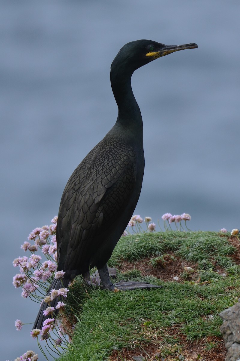 European Shag - ML646612884