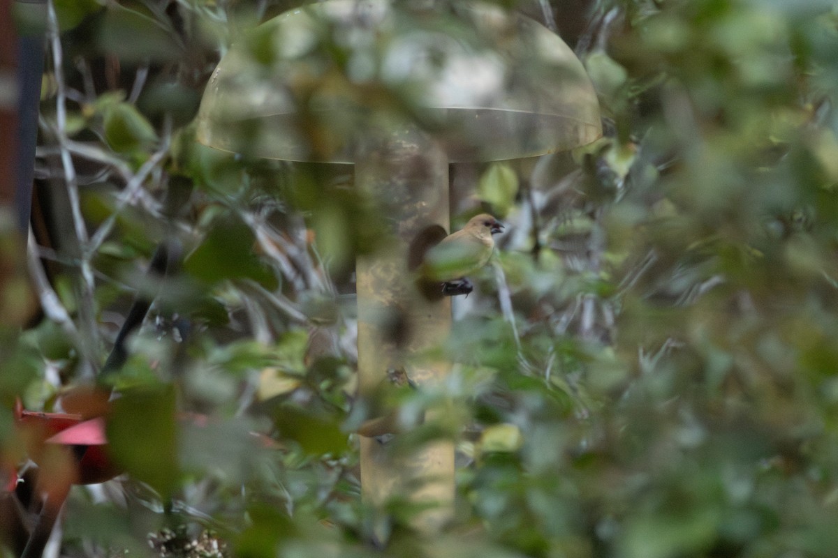 Scaly-breasted Munia - ML646612896