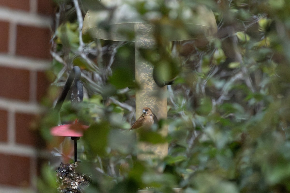 Scaly-breasted Munia - ML646612897