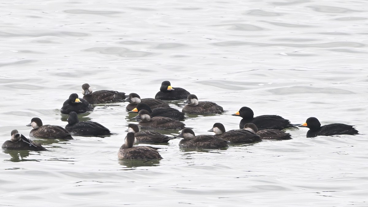 Pazifiktrauerente - ML646612902